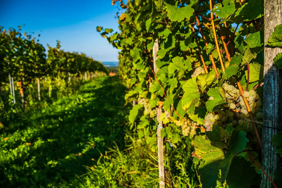 Paises producen los mejores vinos